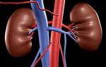 Дуплексное сканирование почечных артерий: особенности и принципы