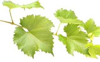 Виноградные листья: польза и вред
