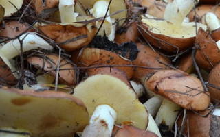 Маслята: описание и польза грибов