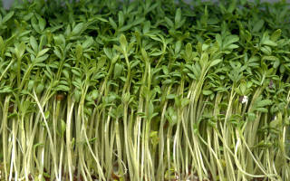 Кресс-салат: описание и польза растения