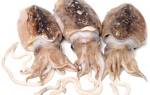 Каракатица: польза и вред морепродукта