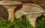 Груздь: виды и польза гриба
