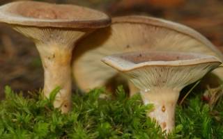 Груздь: виды и польза гриба