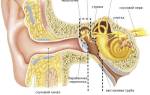 Мрт внутреннего уха: показания, преимущества и недостатки