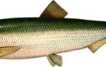 Салака: польза, вред и калорийность рыбы