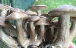 Рядовка: польза и виды грибов