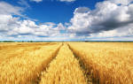Пшеница: польза, вред и калорийность