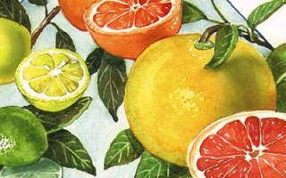Цитрусовые: виды, состав и польза фруктов