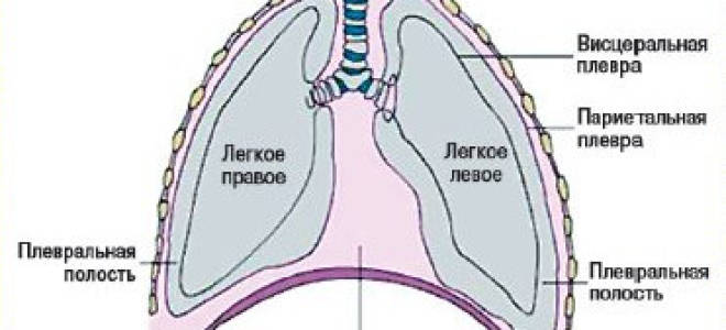 Дренирование плевральной полости: описание процедуры, плюсы и минусы
