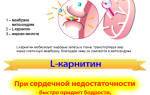 L-карнитин, витамин b11: инструкция по применению для похудения