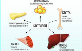 Анализ мочи на кортизол: подготовка, как сдавать, что показывает